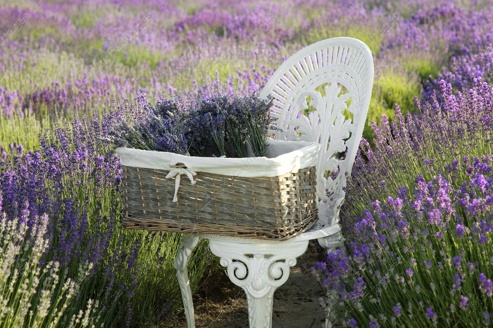 Photo of Wicker box with beautiful lavender flowers on chair in field outdoors