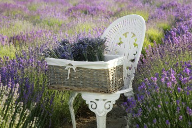 Wicker box with beautiful lavender flowers on chair in field outdoors