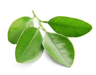 Branch of citrus leaves isolated on white