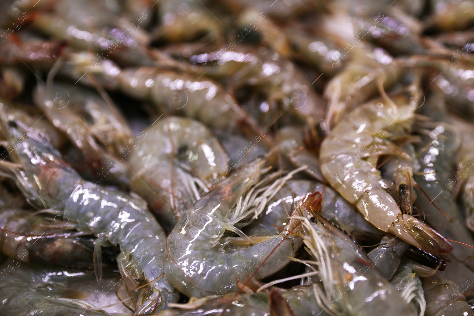 Photo of Many fresh raw shrimp as background, closeup