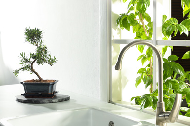 Photo of Japanese bonsai plant on countertop in kitchen. Creating zen atmosphere at home