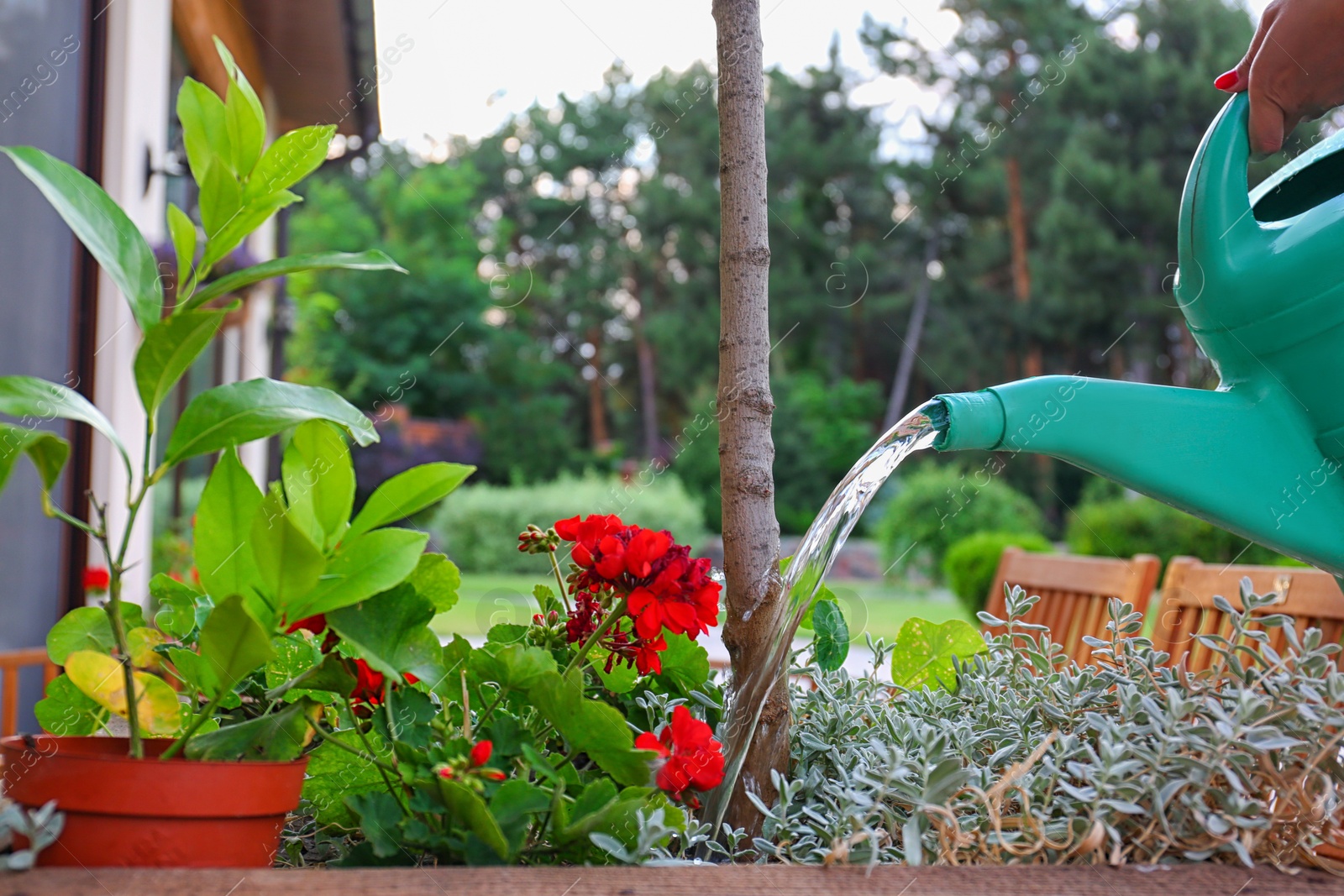 Photo of Woman watering blooming geranium flowers outdoors, closeup. Home gardening