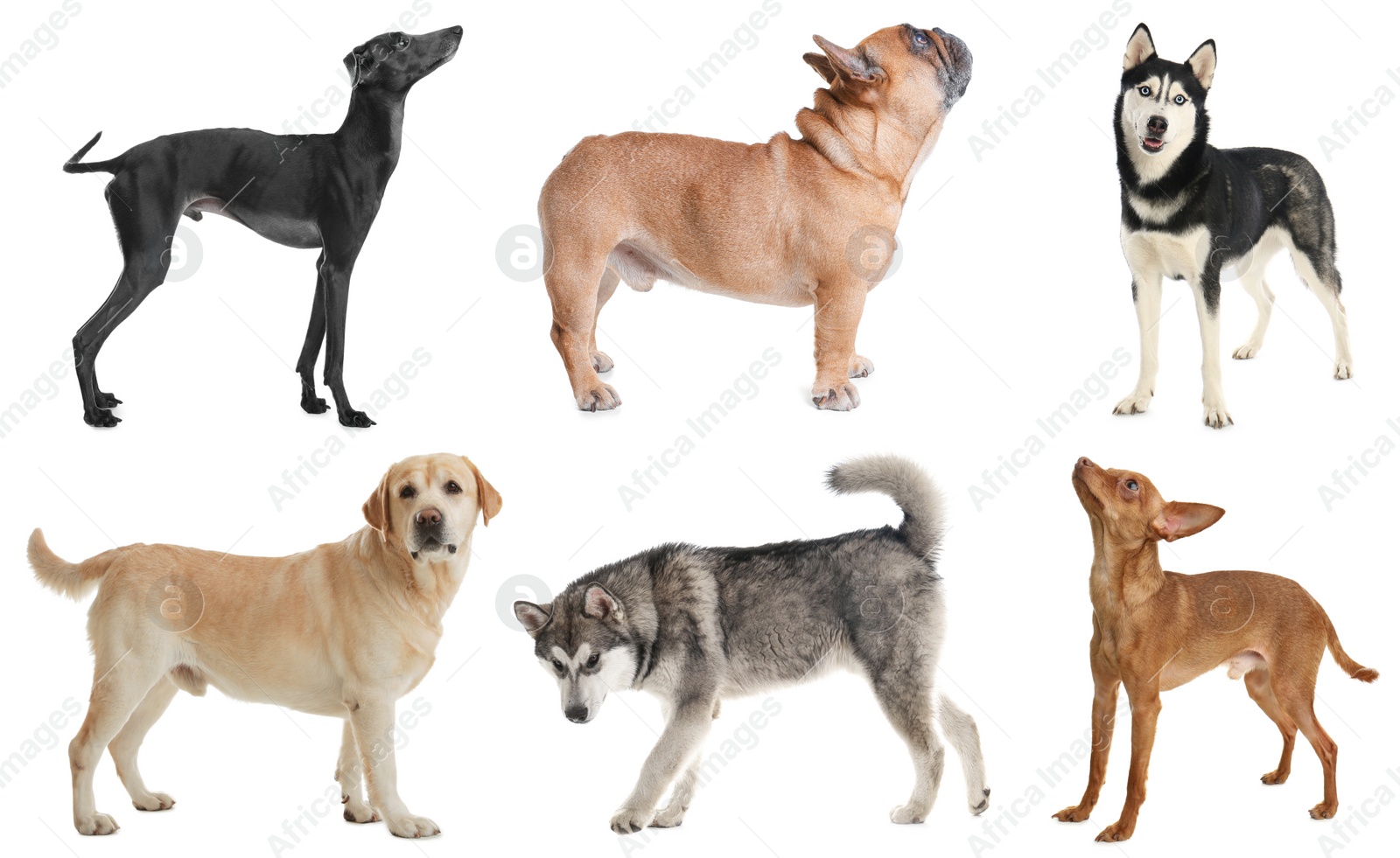 Image of Set of different dogs on white background