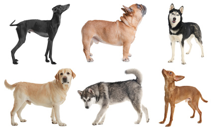 Image of Set of different dogs on white background