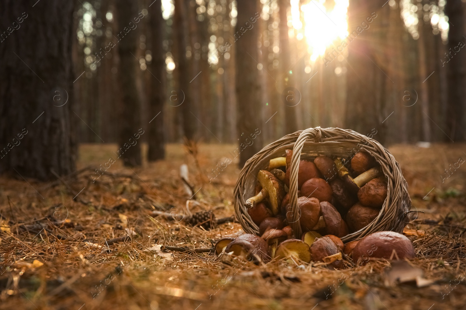 Photo of Basket with fresh boletus mushrooms in forest