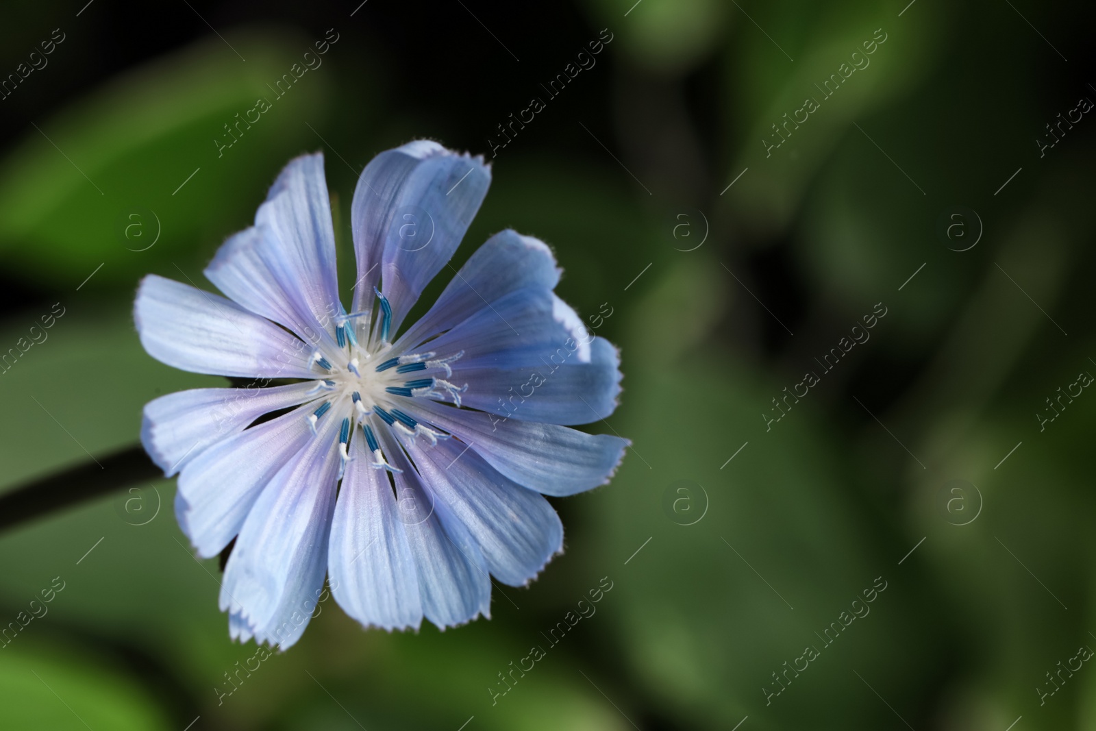 Photo of Beautiful blooming chicory flower growing outdoors, closeup. Space for text