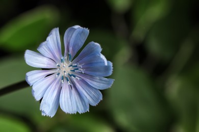 Photo of Beautiful blooming chicory flower growing outdoors, closeup. Space for text