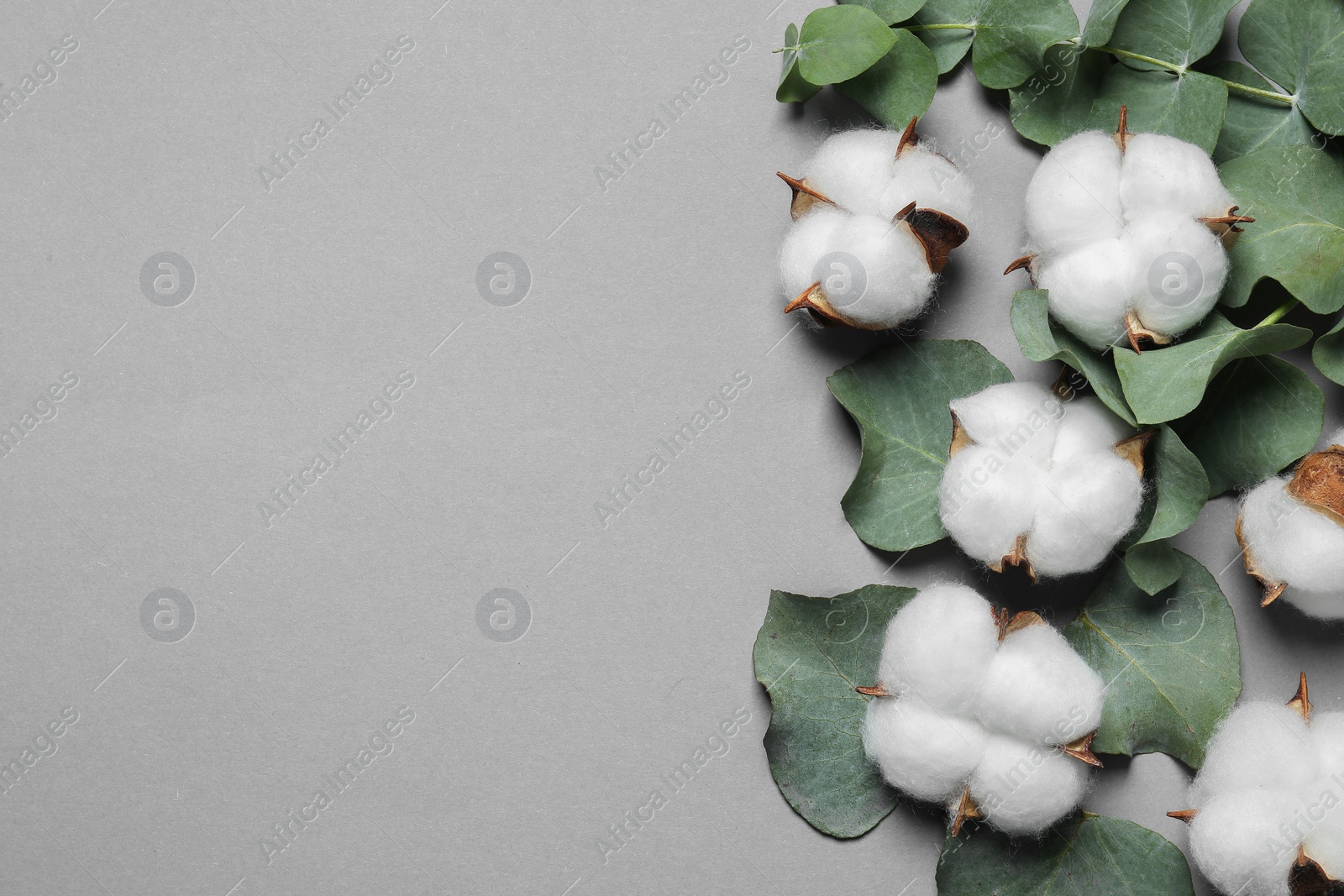 Photo of Cotton flowers and eucalyptus leaves on grey background, flat lay. Space for text