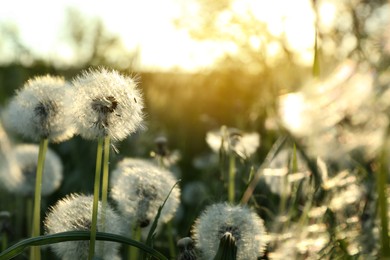 Photo of Beautiful fluffy dandelions growing outdoors on sunny day. Meadow flowers