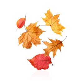 Image of Different autumn leaves falling on white background