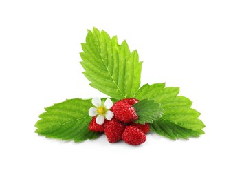 Photo of Ripe wild strawberries, green leaves and flower isolated on white