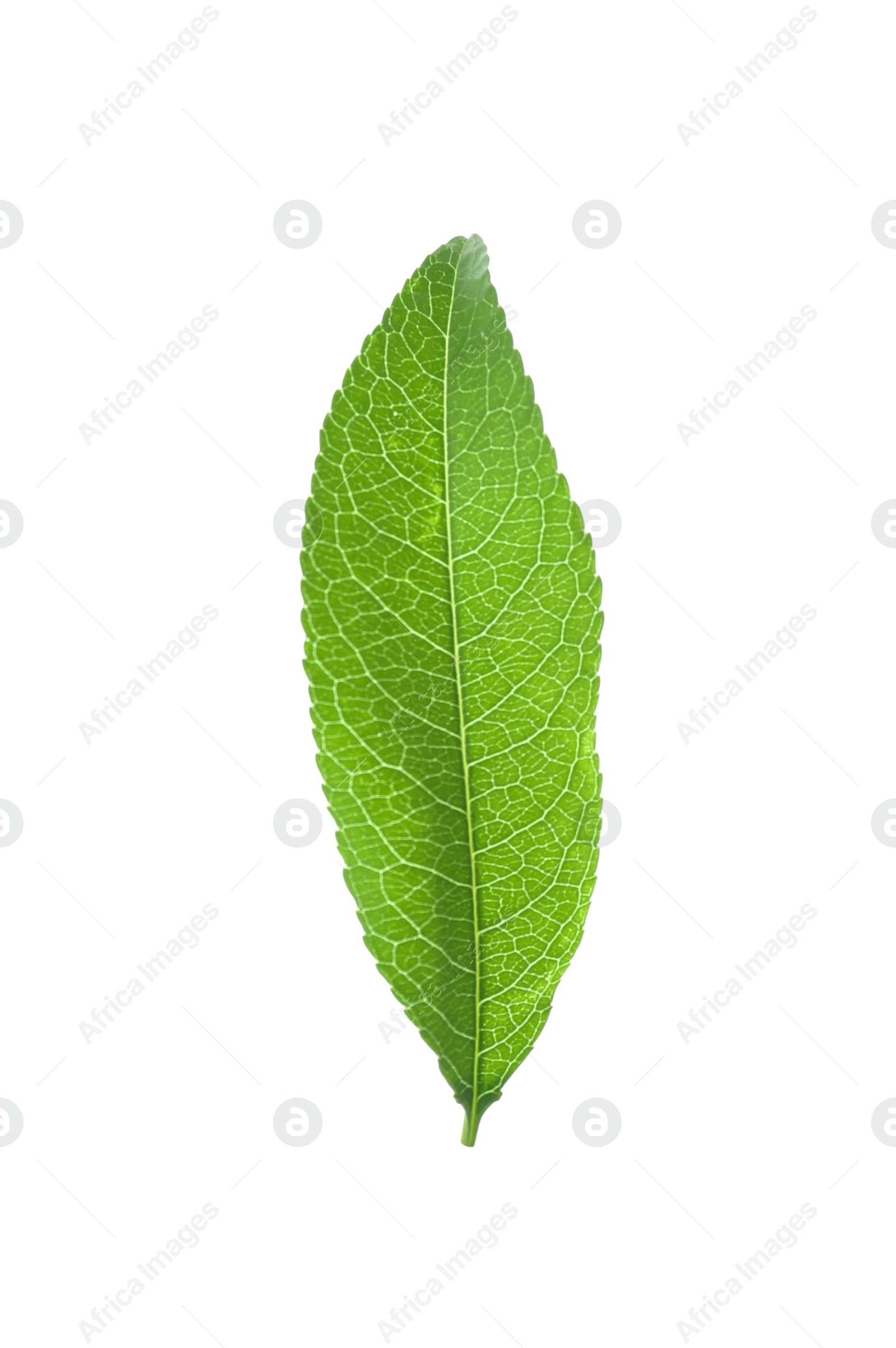 Photo of Fresh green peach leaf isolated on white