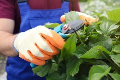 Photo of Worker cutting bush with pruner outdoors, closeup. Gardening tool