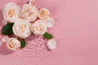 Beautiful roses, petals and leaves in water on pink background, top view. Space for text