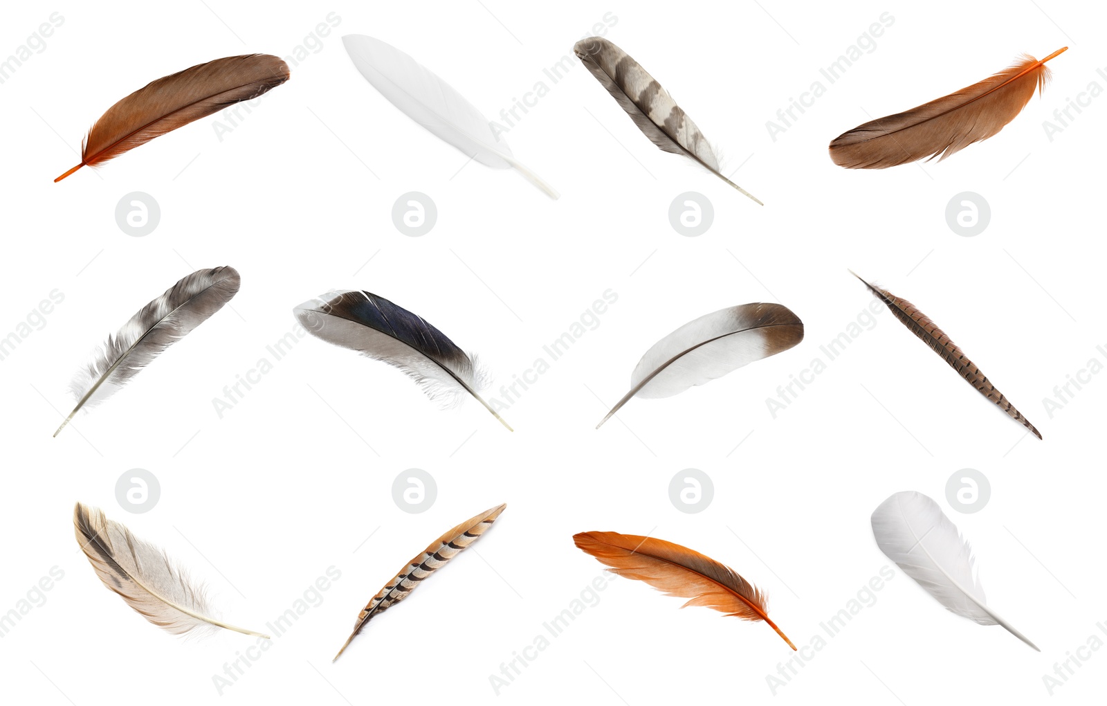 Image of Set with different beautiful feathers on white background