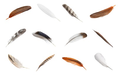 Image of Set with different beautiful feathers on white background