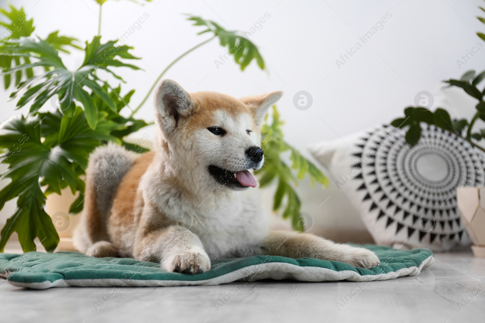 Photo of Cute Akita Inu dog on rug in room with houseplants