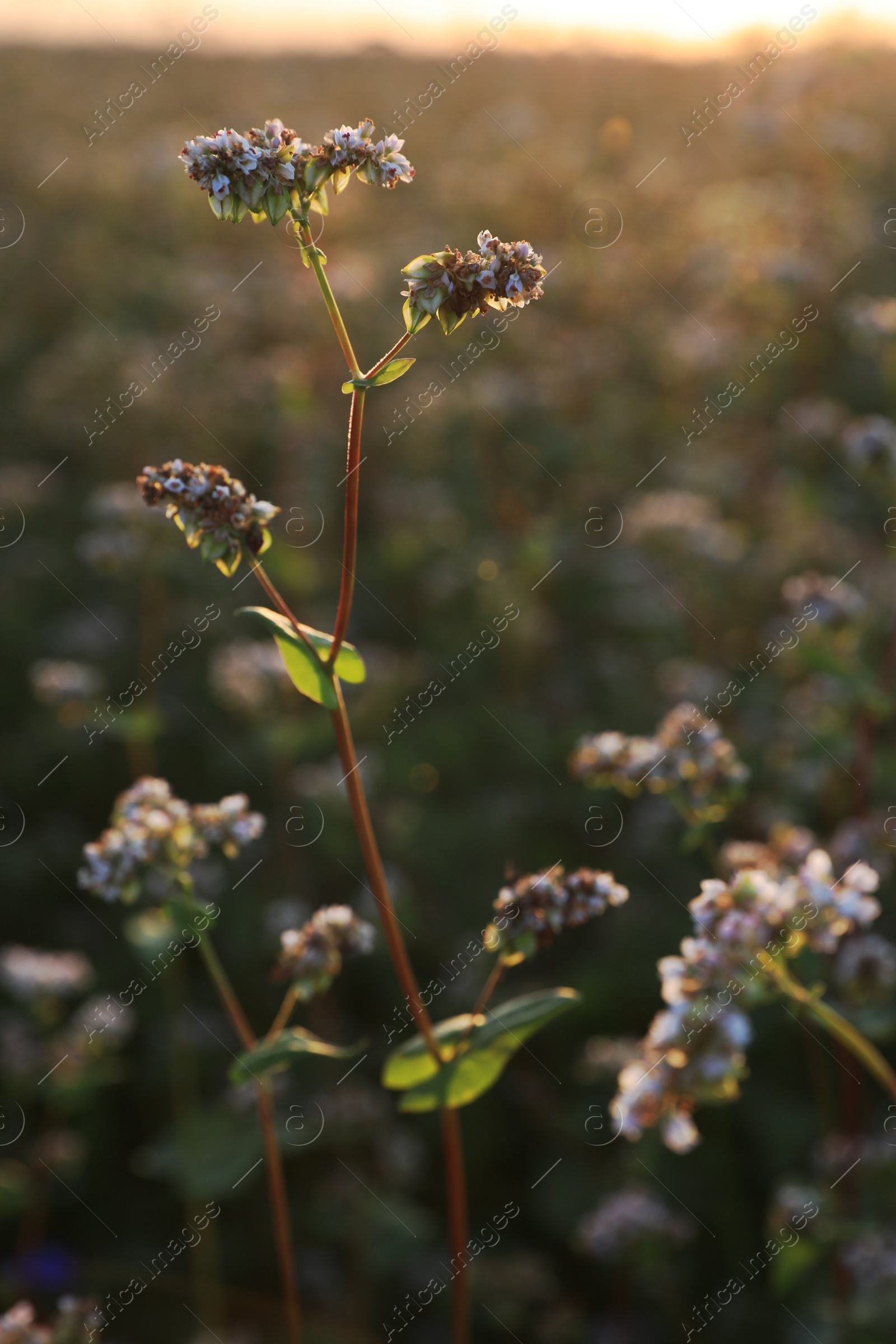 Photo of Many beautiful buckwheat flowers growing in field