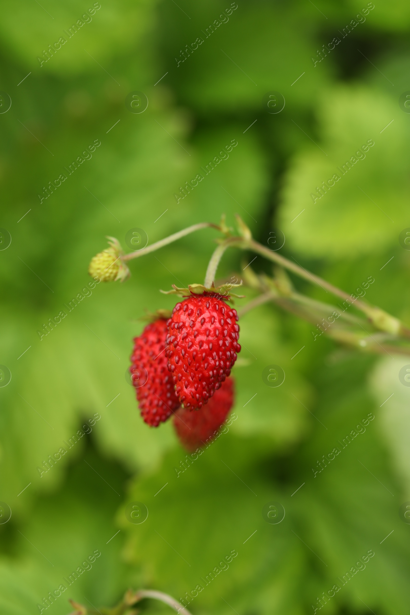 Photo of Ripe wild strawberries growing outdoors. Seasonal berries