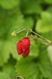 Ripe wild strawberries growing outdoors. Seasonal berries