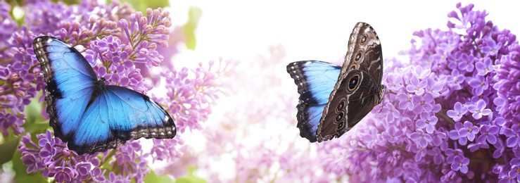 Image of Amazing common morpho butterflies on lilac flowers in garden, banner design