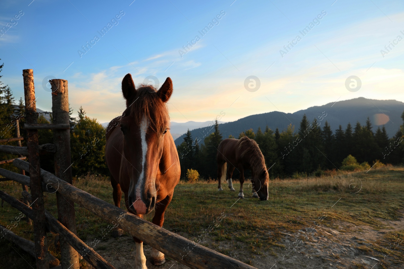 Photo of Beautiful horses near wooden fence in mountains at sunset