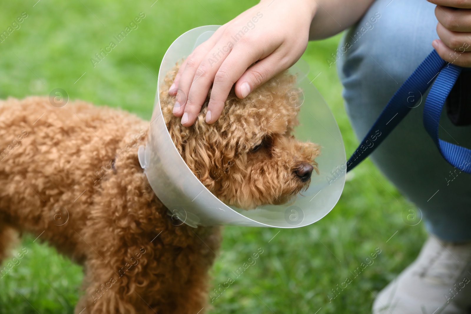 Photo of Woman petting her cute Maltipoo dog in Elizabethan collar outdoors, closeup