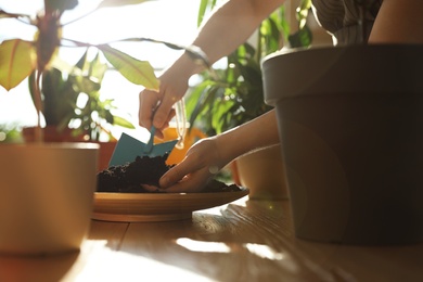 Photo of Woman taking care of home plants indoors, closeup