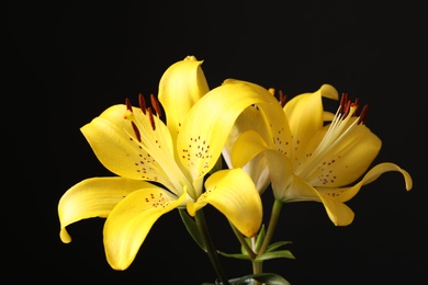 Photo of Beautiful blooming lily flowers on black background