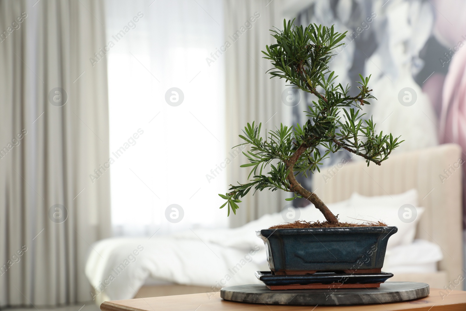 Photo of Japanese bonsai plant on table in bedroom, space for text. Creating zen atmosphere at home