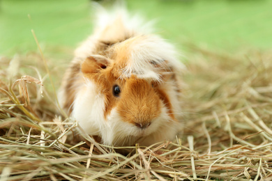 Cute funny guinea pig and hay outdoors, closeup