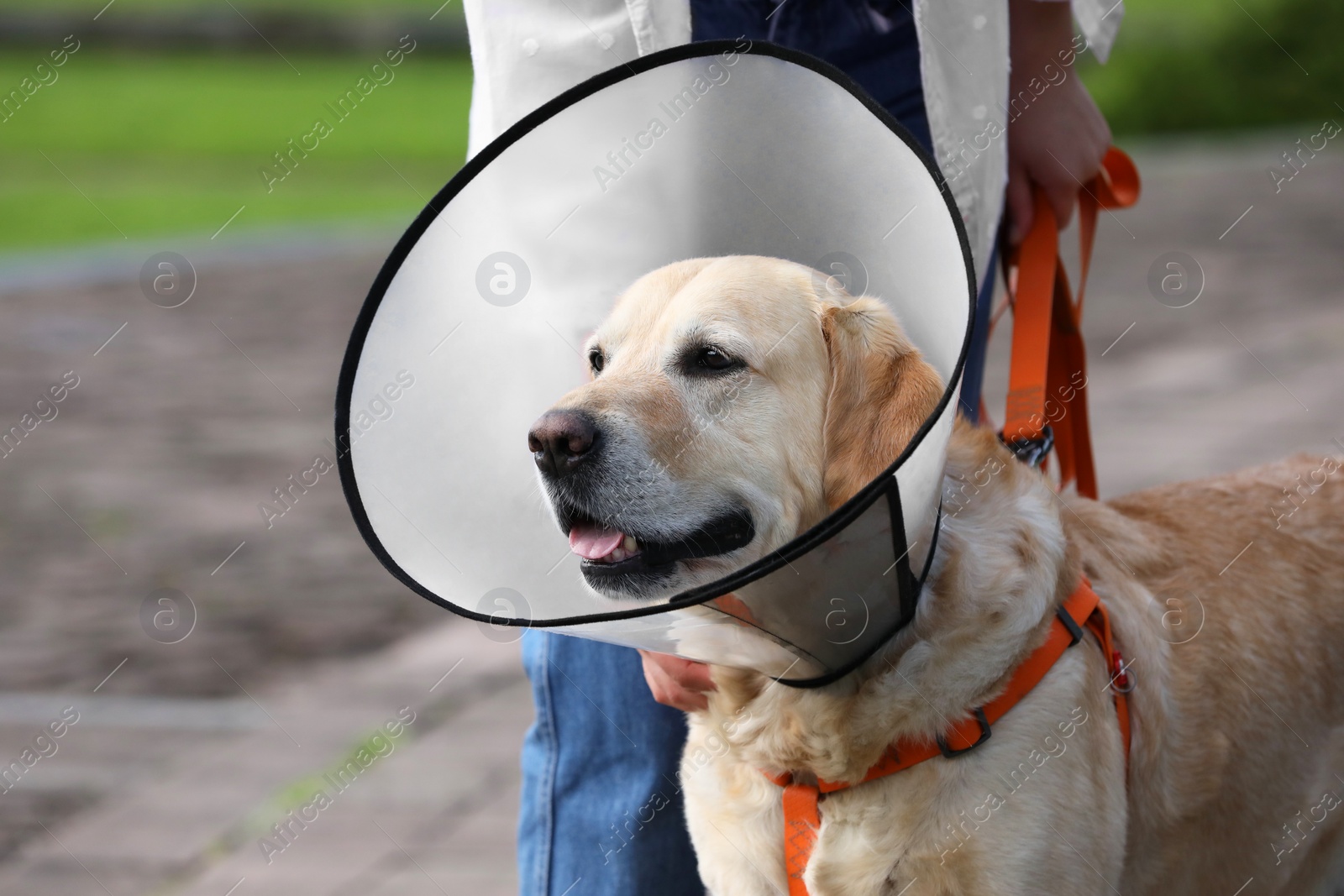 Photo of Woman walking her adorable Labrador Retriever dog in Elizabethan collar outdoors, closeup