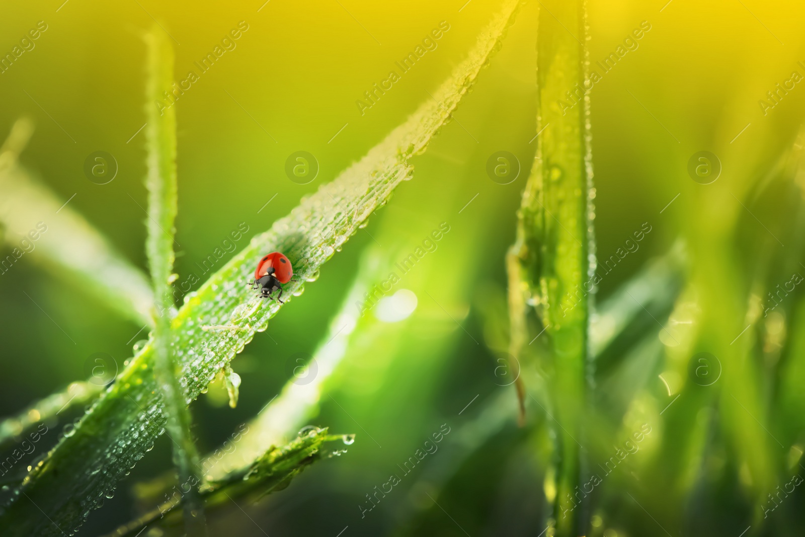 Image of Green grass with dew and tiny ladybug on blurred background, closeup