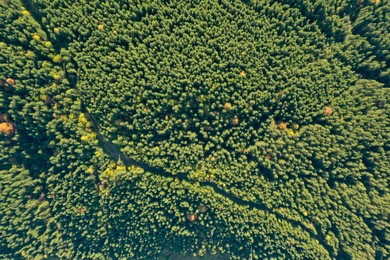 Photo of Aerial view of green forest on sunny day. Drone photography