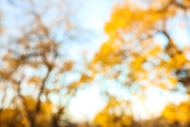 Photo of Blurred view of autumn tree outdoors. Bokeh effect