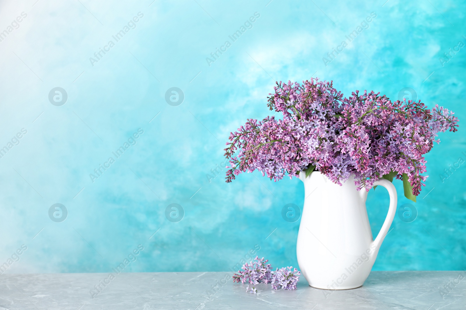 Photo of Blossoming lilac flowers in porcelain pitcher on table against color background. Space for text