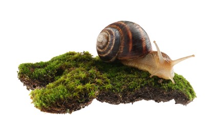 Photo of Common garden snail crawling on green moss against white background