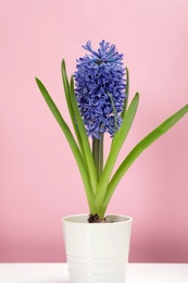 Photo of Beautiful spring hyacinth flower on color background