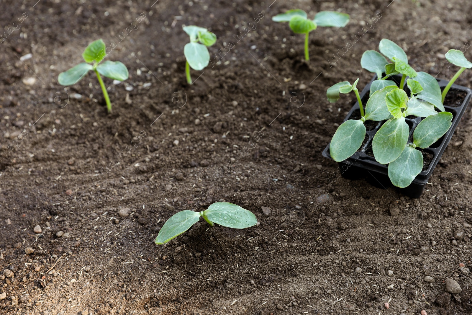 Photo of Young seedlings in ground and containers with soil outdoors