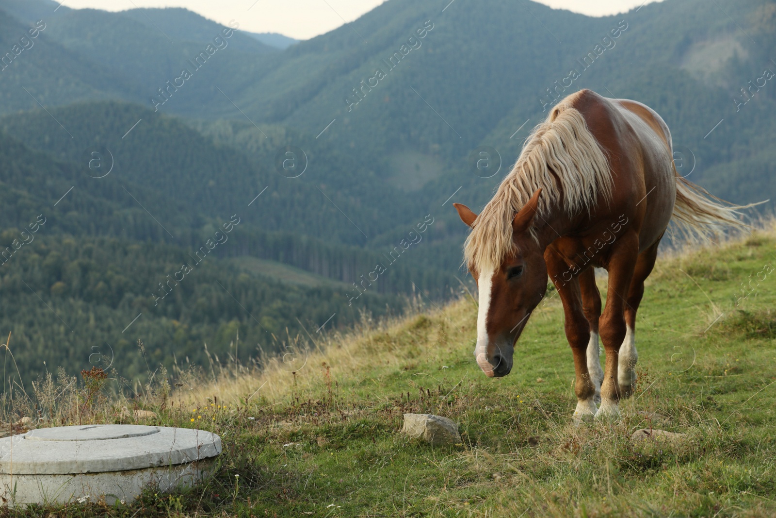 Photo of Beautiful horse grazing in mountains. Lovely pet