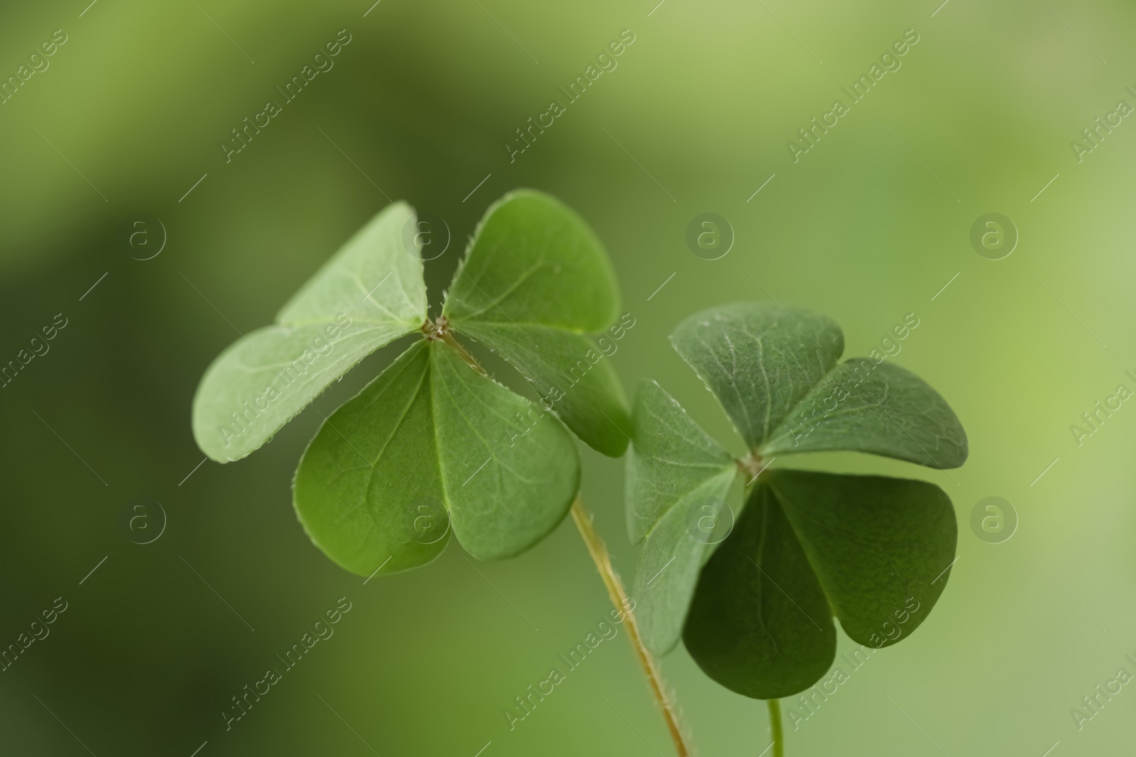 Photo of Clover leaves on blurred background, closeup. St. Patrick's Day symbol