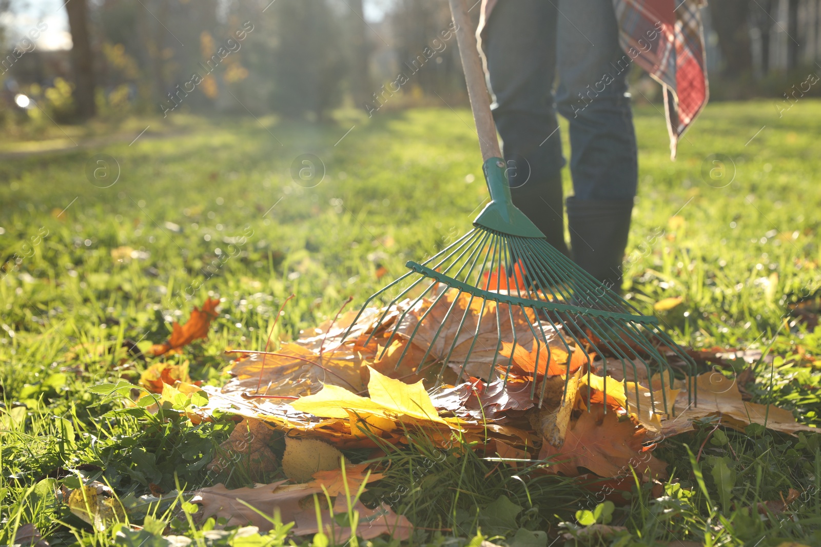 Photo of Woman raking fall leaves in park, closeup. Space for text