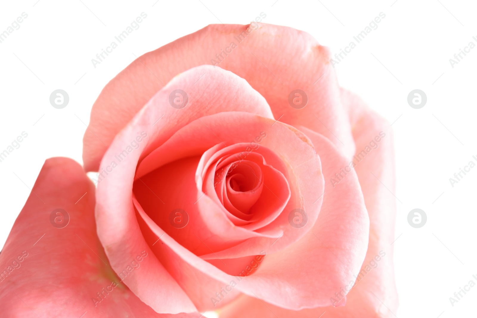 Photo of Beautiful rose flower on white background