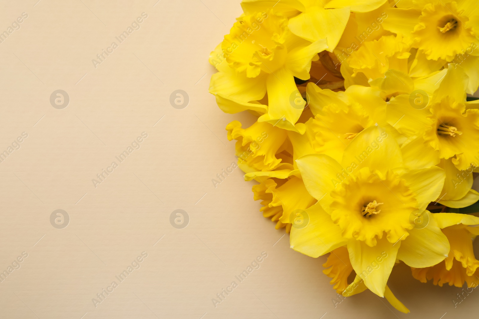 Photo of Beautiful daffodil bouquet on beige background, closeup. Space for text