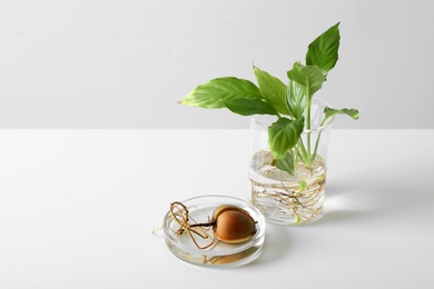 Laboratory glassware with plants on white background. Chemistry concept