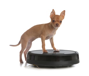 Modern robotic vacuum cleaner and Chihuahua dog on white background
