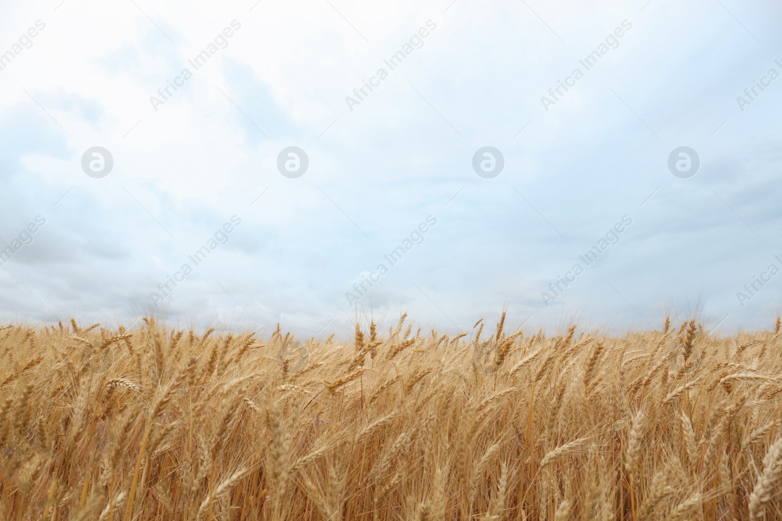 Photo of Beautiful agricultural field with ripe wheat crop on cloudy day