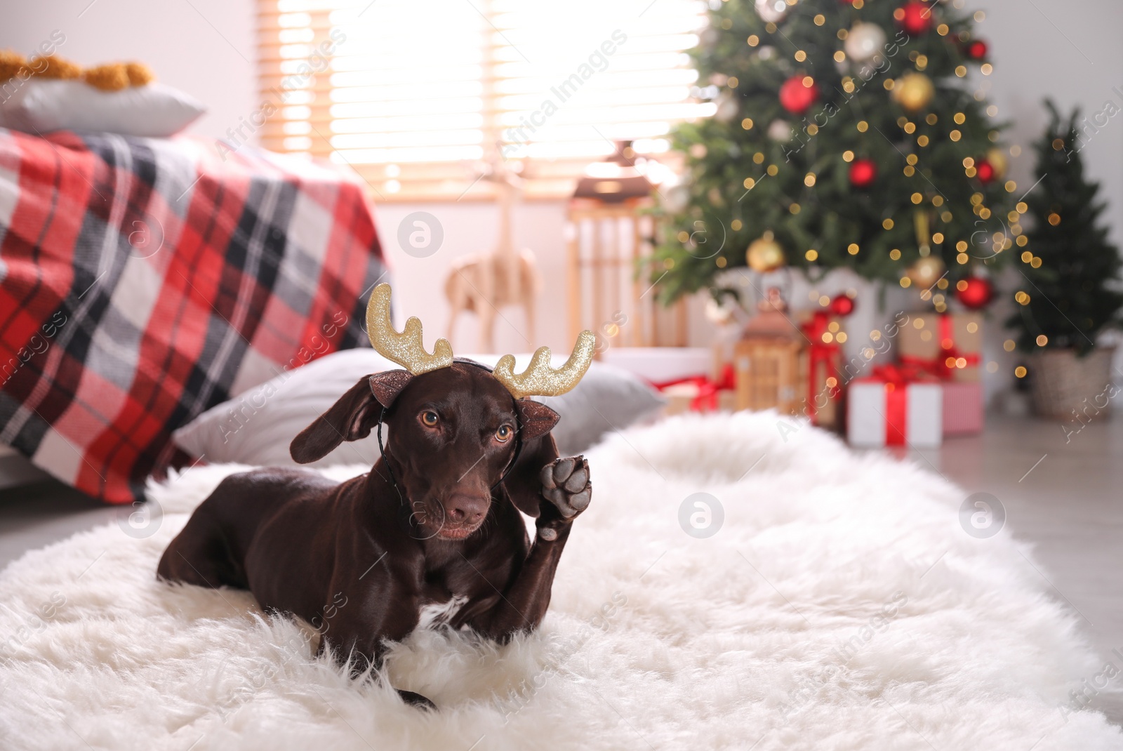 Photo of Cute dog wearing reindeer headband in room decorated for Christmas