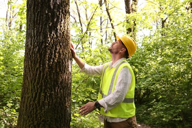 Photo of Forester in hard hat examining tree in forest