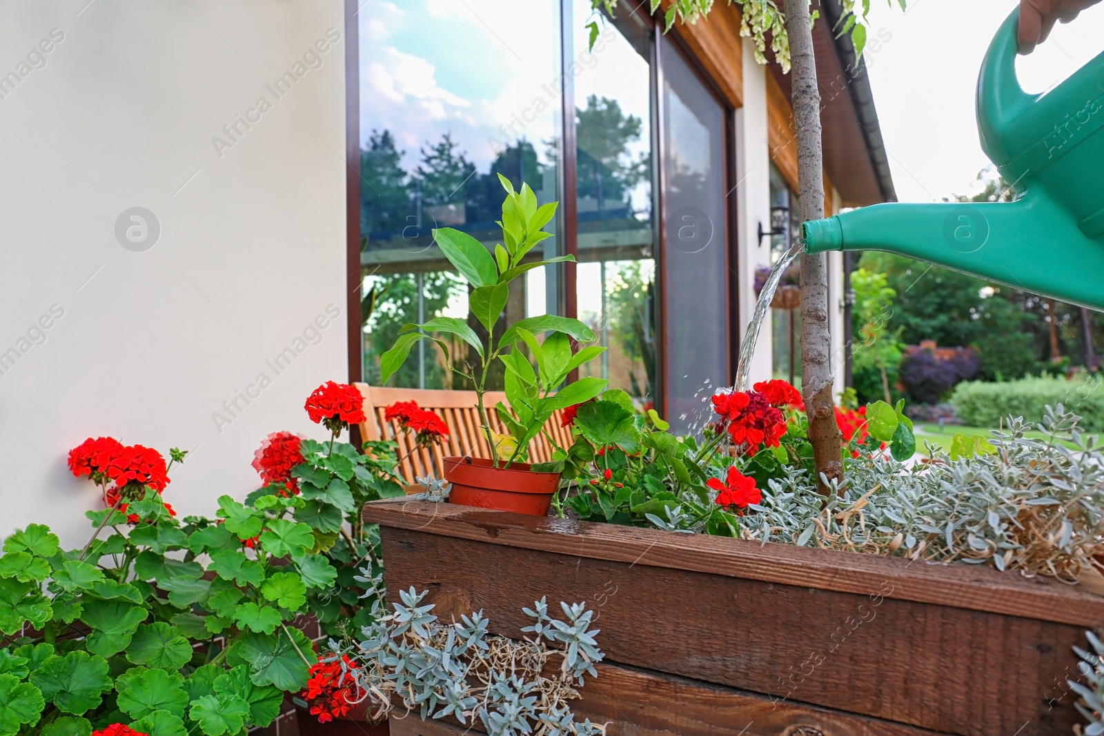 Photo of Woman watering blooming geranium flowers outdoors, closeup. Home gardening